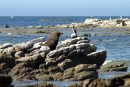 Fur Seal- New Zealand