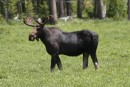 Moose Bighorn Mountains