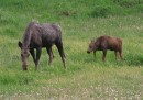 Moose Bighorn Mountains