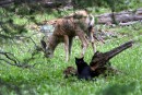 Todd the Cat Verses a Deer 1