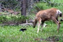 Todd the Cat Verses a Deer 11