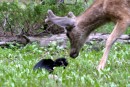 Todd the Cat vs Deer Thumbnail