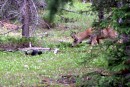 Todd the Cat Verses a Deer 3
