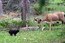 Todd the Cat Verses a Deer 4