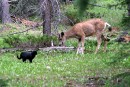 Todd the Cat Verses a Deer 5