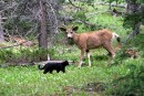 Todd the Cat Verses a Deer 6