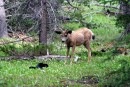 Todd the Cat Verses a Deer 7