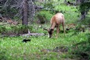 Todd the Cat Verses a Deer 8