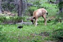 Todd the Cat Verses a Deer 9