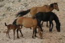 Wild Horses with Colt
