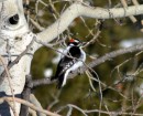 Winter Woodpecker 2